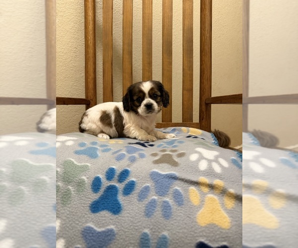 Medium Photo #2 Cavapoo (Miniature) Puppy For Sale in RIPLEY, MS, USA