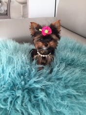 Yorkshire Terrier Puppy for sale in BUFFALO GROVE, IL, USA