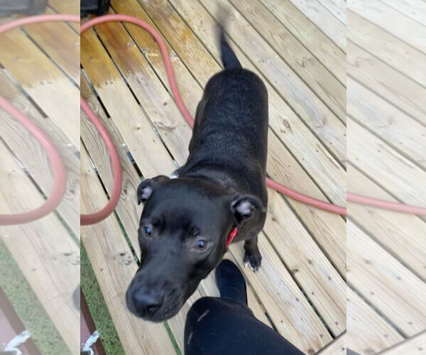 Medium Photo #17 Boxador Puppy For Sale in Holly Springs, NC, USA