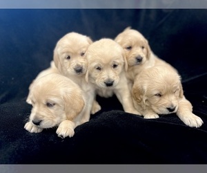 English Cream Golden Retriever Puppy for sale in BATTLE GROUND, WA, USA