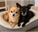 Small #5 Chihuahua Mix