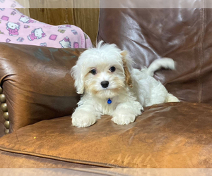 Cavapoo Puppy for sale in CAMPBELLSVILLE, KY, USA