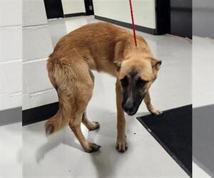 German Shepherd Dog-Unknown Mix Dogs for adoption in Temple, TX, USA