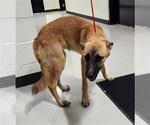 Small German Shepherd Dog Mix