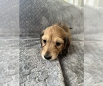 Small #13 Dachshund