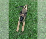 Small #3 German Shepherd Dog Mix
