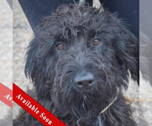 Irish Wolfhound-Unknown Mix Dogs for adoption in Huntley, IL, USA