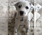 Small Photo #10 Dalmatian Puppy For Sale in SILVER LAKE, NY, USA