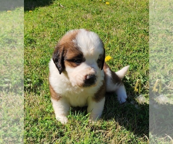 Medium Photo #23 Saint Bernard Puppy For Sale in TURLOCK, CA, USA
