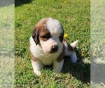 Small Photo #23 Saint Bernard Puppy For Sale in TURLOCK, CA, USA