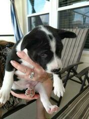 Basenji Puppy for sale in DAVENPORT, FL, USA