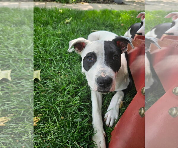 Medium Photo #33 American Pit Bull Terrier Puppy For Sale in Germantown, OH, USA