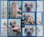Small Photo #9 Great Dane Puppy For Sale in CORONA, CA, USA