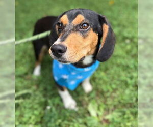 Beagle-Unknown Mix Dogs for adoption in Warrenton, VA, USA