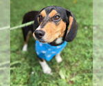 Small Beagle Mix
