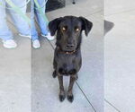 Small #1 Retriever  Mix