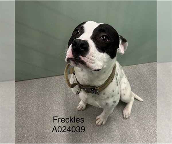 Medium Photo #1 American Pit Bull Terrier-Unknown Mix Puppy For Sale in Palmetto, FL, USA