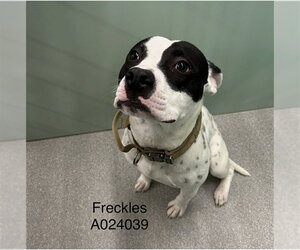 American Pit Bull Terrier-Unknown Mix Dogs for adoption in Palmetto, FL, USA