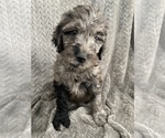 Puppy Dill Goldendoodle