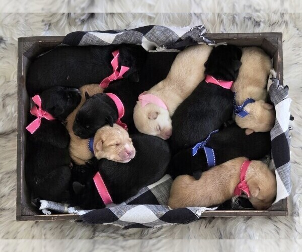 Medium Photo #1 Borador Puppy For Sale in FORTUNA, CA, USA