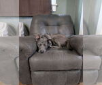 Small #16 American Pit Bull Terrier-Labrador Retriever Mix