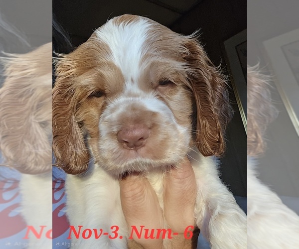 Medium Photo #1 Cocker Spaniel Puppy For Sale in HALYOKE, MA, USA