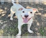 Small #1 American Pit Bull Terrier Mix