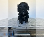 Small Photo #3 Poovanese Puppy For Sale in ORLANDO, FL, USA