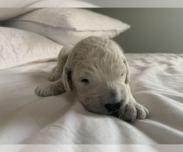 Medium Photo #4 Goldendoodle Puppy For Sale in CLIFTON, CO, USA