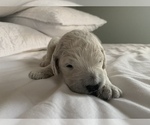Small Photo #4 Goldendoodle Puppy For Sale in CLIFTON, CO, USA