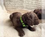 Small #4 Labradoodle mix (+ Poodle Standard)