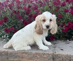 Small #1 Cocker Spaniel