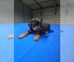 Small Rottweiler