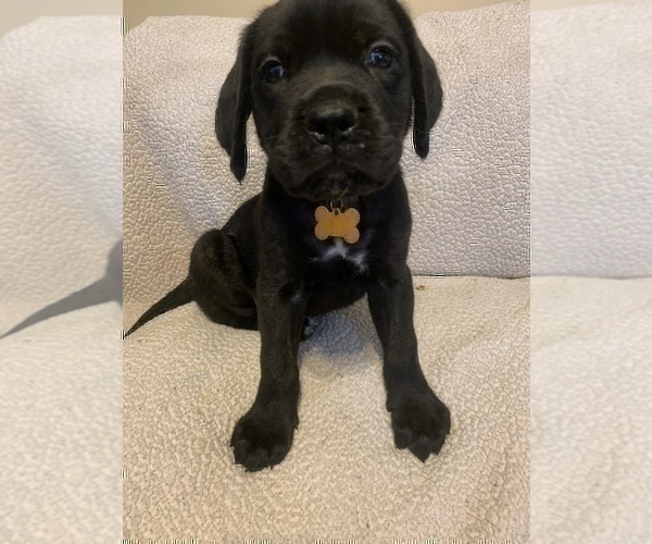Medium Photo #5 Mastiff Puppy For Sale in VILLA RICA, GA, USA
