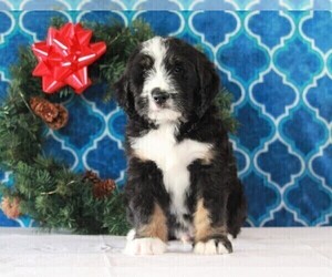 Bernedoodle Puppy for sale in APPLE CREEK, OH, USA