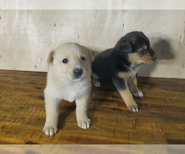 Medium Photo #5 English Shepherd-German Shepherd Dog Mix Puppy For Sale in ETNA GREEN, IN, USA