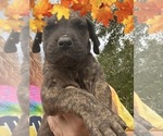 Small Photo #8 Great Dane Puppy For Sale in CLANTON, AL, USA