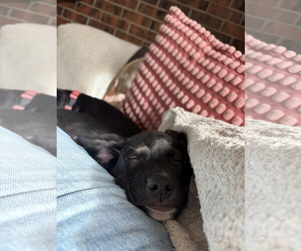 Medium Photo #3 Labrador Retriever-Unknown Mix Puppy For Sale in Aurora, CO, USA