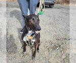 Small #20 Mutt