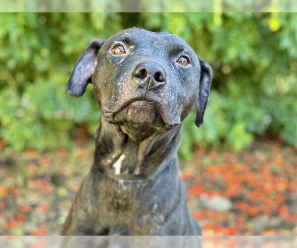 Medium Photo #1 Labrador Retriever Puppy For Sale in Tavares, FL, USA