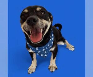 Chihuahua-Unknown Mix Dogs for adoption in Bakersfield, CA, USA