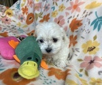 Puppy Drake Coton de Tulear