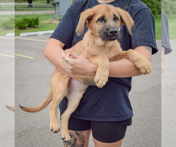 Medium Photo #7 Golden Shepherd Puppy For Sale in Huntley, IL, USA