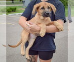 Small #6 Golden Shepherd