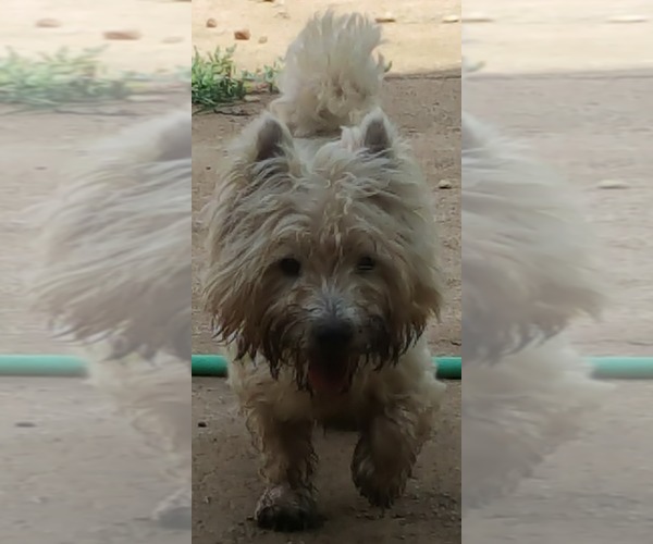 Medium Photo #1 West Highland White Terrier Puppy For Sale in PITTSBURG, KS, USA