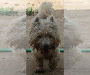 Father of the West Highland White Terrier puppies born on 05/17/2026