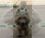 Small Photo #1 West Highland White Terrier Puppy For Sale in PITTSBURG, KS, USA