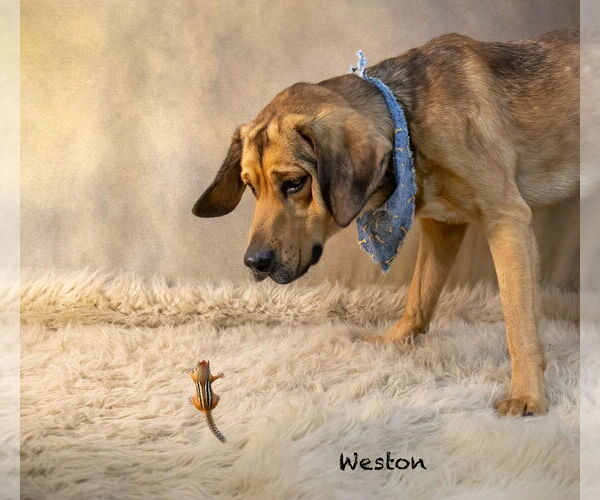 Medium Photo #2 Mutt Puppy For Sale in Hot Springs Village, AR, USA