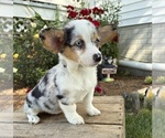 Small #3 Pembroke Welsh Corgi