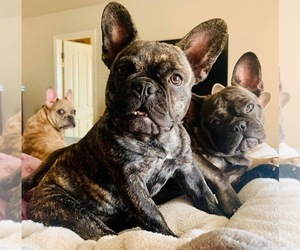 Mother of the French Bulldog puppies born on 08/05/2022
